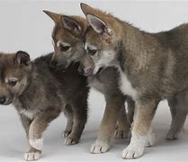 Image result for Tamaskan Husky Dog