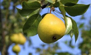 Image result for Oriental Pear Tree