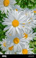 Image result for White Aster Pot