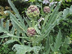 Image result for Globe Artichoke