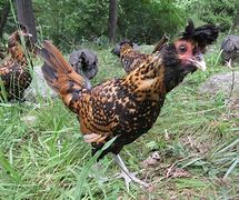 Image result for Striped Poultry