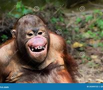 Image result for Orangutan Picture Funny Monkey