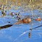 Image result for Arkansas Muskrat