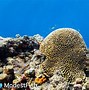 Image result for Coral Bleaching