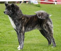 Image result for Brindle Akita