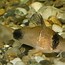 Image result for Zebra Cory Catfish