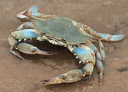 Image result for Alaskan Blue Crab