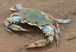 Image result for Blue Crab in Container