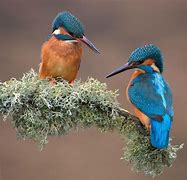 Image result for Kingfisher Wallpaper 4K