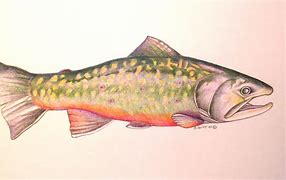 Image result for Brook Trout Art