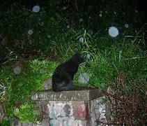 Image result for Black Cat at Night