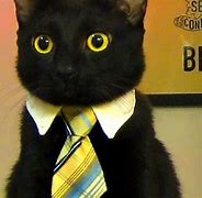 Image result for Cat Wearing Tie