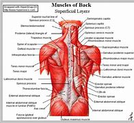 Image result for Shoulder Muscle Groups