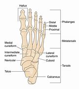 Image result for Foot Arch Images