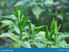 Image result for Organic Chilli Farming