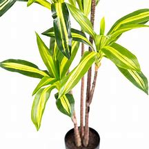 Image result for Variegated Dracaena