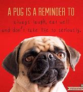 Image result for Pug Sayings