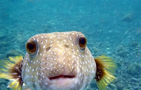 Image result for Aqua Fish