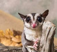 Image result for What Does Sugar Glider Eat