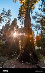 Image result for General Grant Tree Sequoia National Park