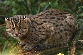 Image result for Fishing Cat Breed