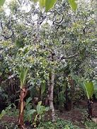 Image result for Miraa Plant