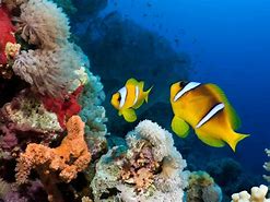 Image result for Sea Animals and Plants