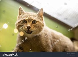 Image result for Taxidermy Cat