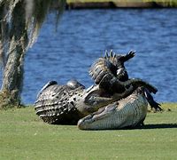 Image result for Goliath Golf Course Florida