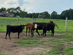 Image result for Images of Calves