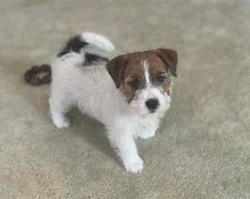 Image result for Russell Terrier