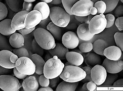 Image result for Dry Saccharomyces Cerevisiae