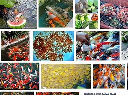 Image result for Pelet Makanan Ikan