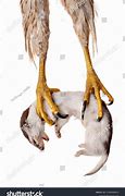 Image result for Hawk Talons around a Volleyball