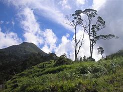 Image result for Tukang Talang