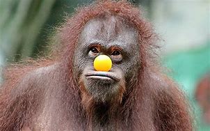 Image result for Orangutan Picture Funny Monkey