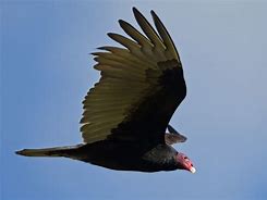 Image result for Vulture Spirit