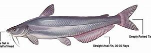 Image result for Blue Catfish Identification