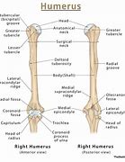 Image result for Ox Humerus