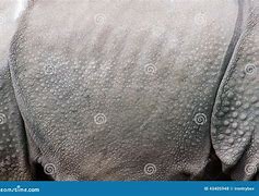 Image result for Hippo Skin Section Anatomy