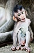 Image result for Macaque Cute