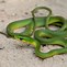 Image result for Aque Green Snake