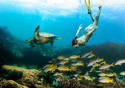 Image result for Hawaiian Snorkeling