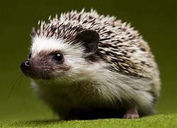 Image result for Hedgehog Ancestors