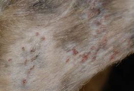 Image result for Skin Infection From Cat