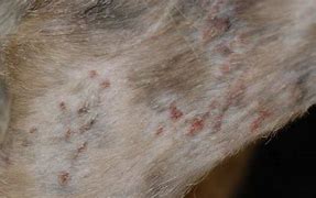 Image result for Cat Skin Diseases Infections