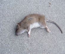 Image result for Dead Rat Funny