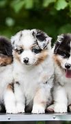 Image result for Beautiful Cute Dogs