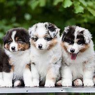 Image result for Cute Adoptable Dogs