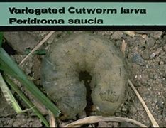 Image result for Variegated Cut Worm Moth Eggs